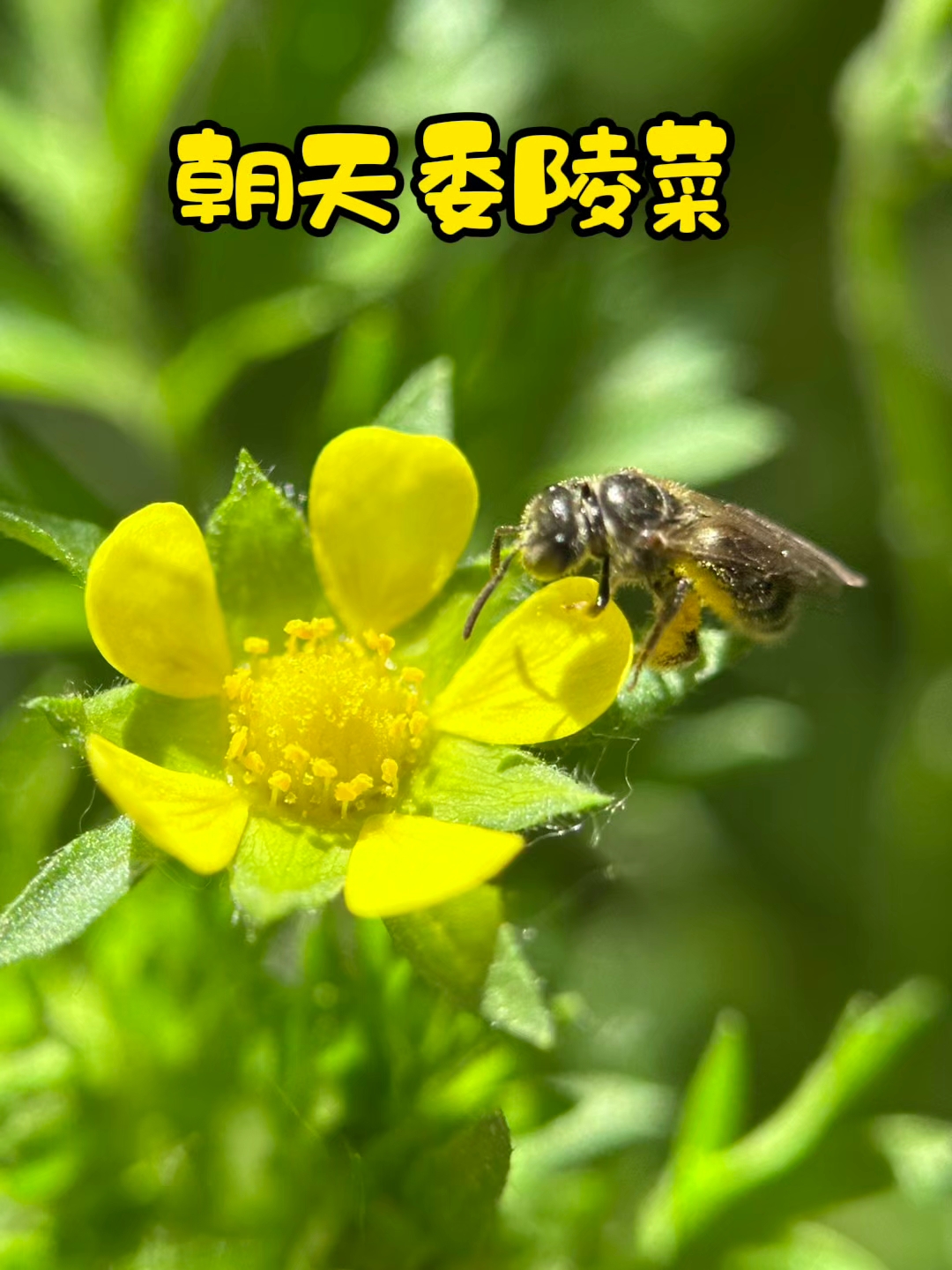 朝天委陵菜,路边一种约5㎜的小黄花,往往被忽略。