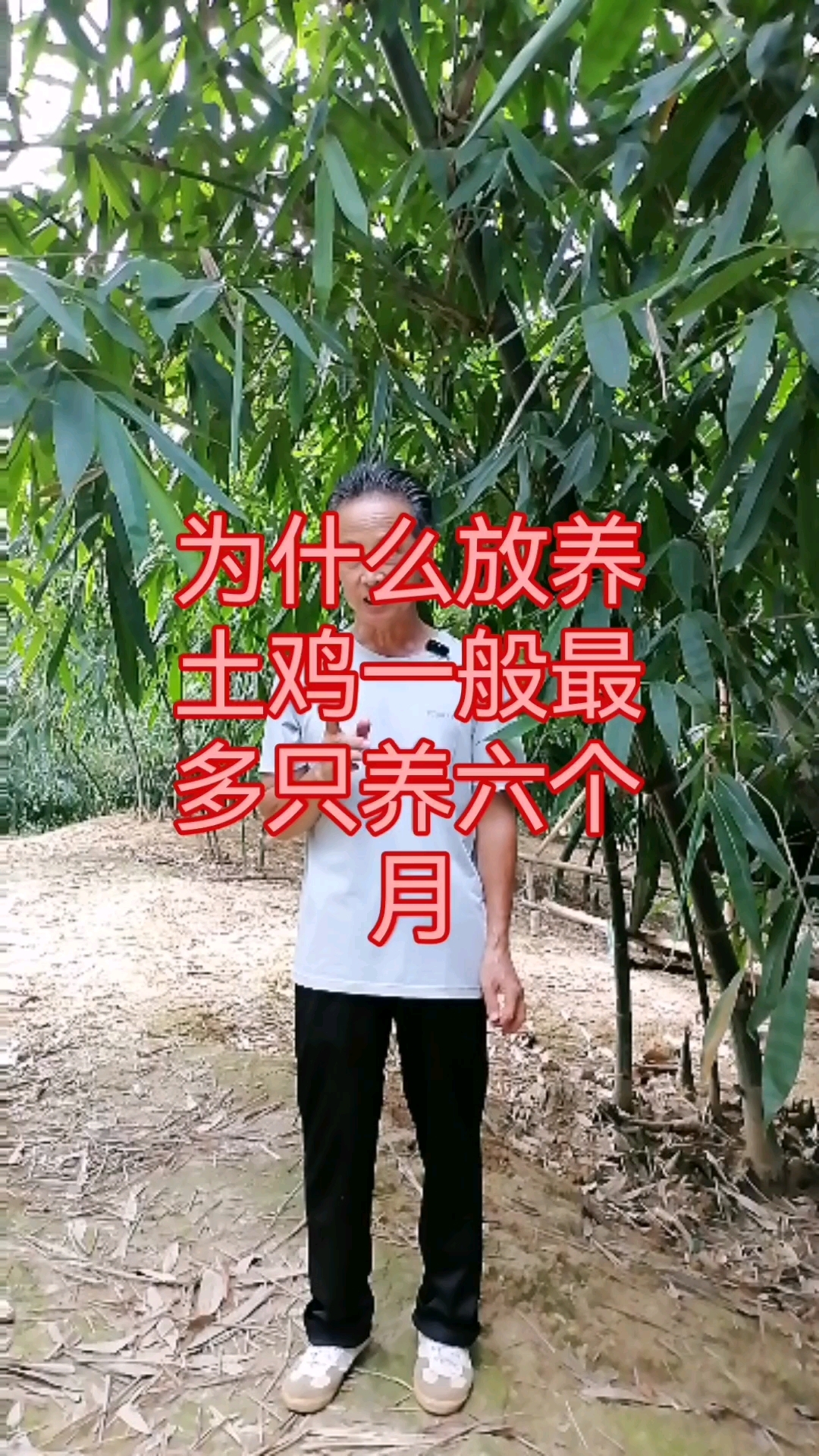 为什么放养土鸡一般最多只养六个月