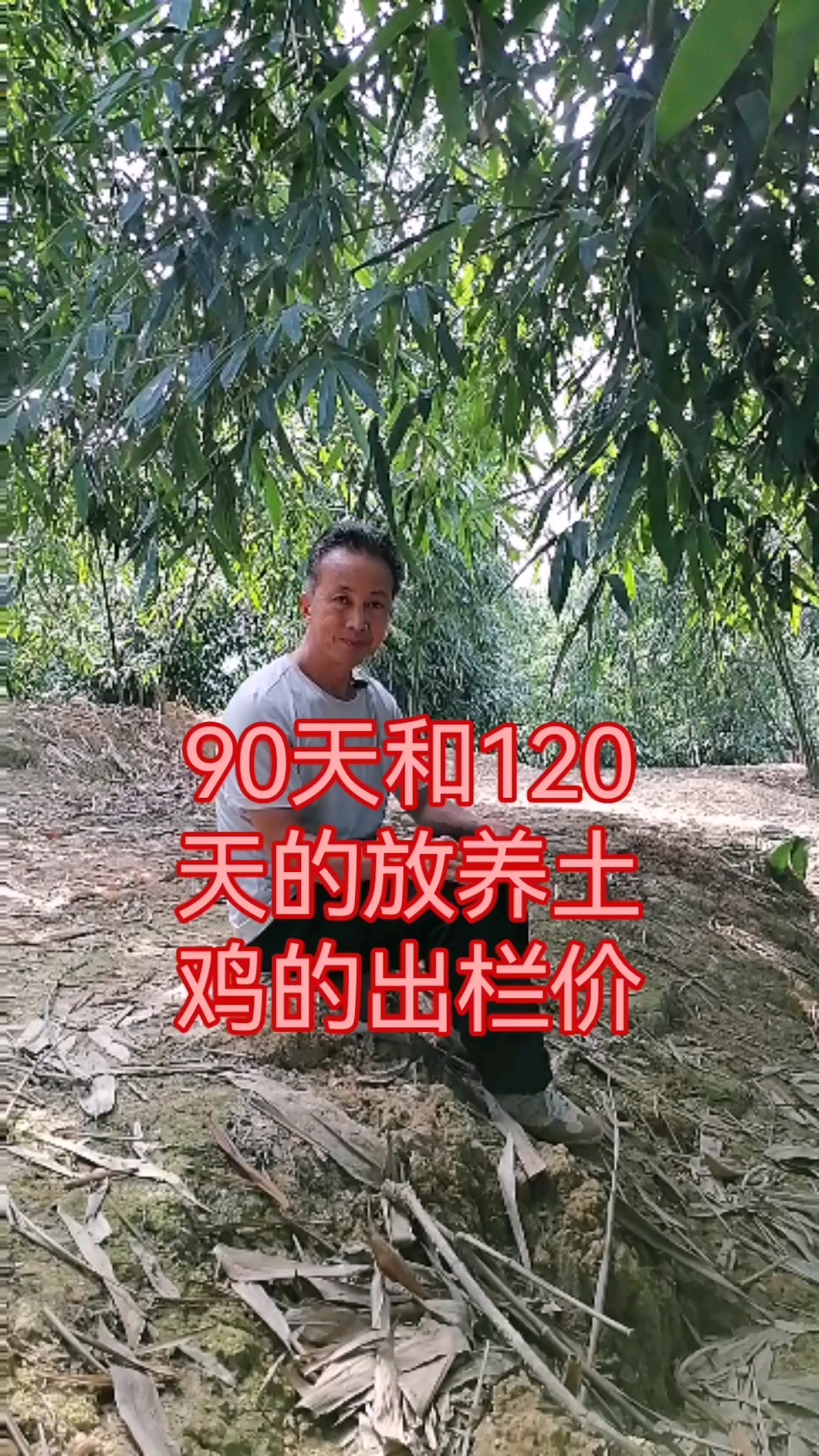 90天和120天的放养土鸡的出栏价