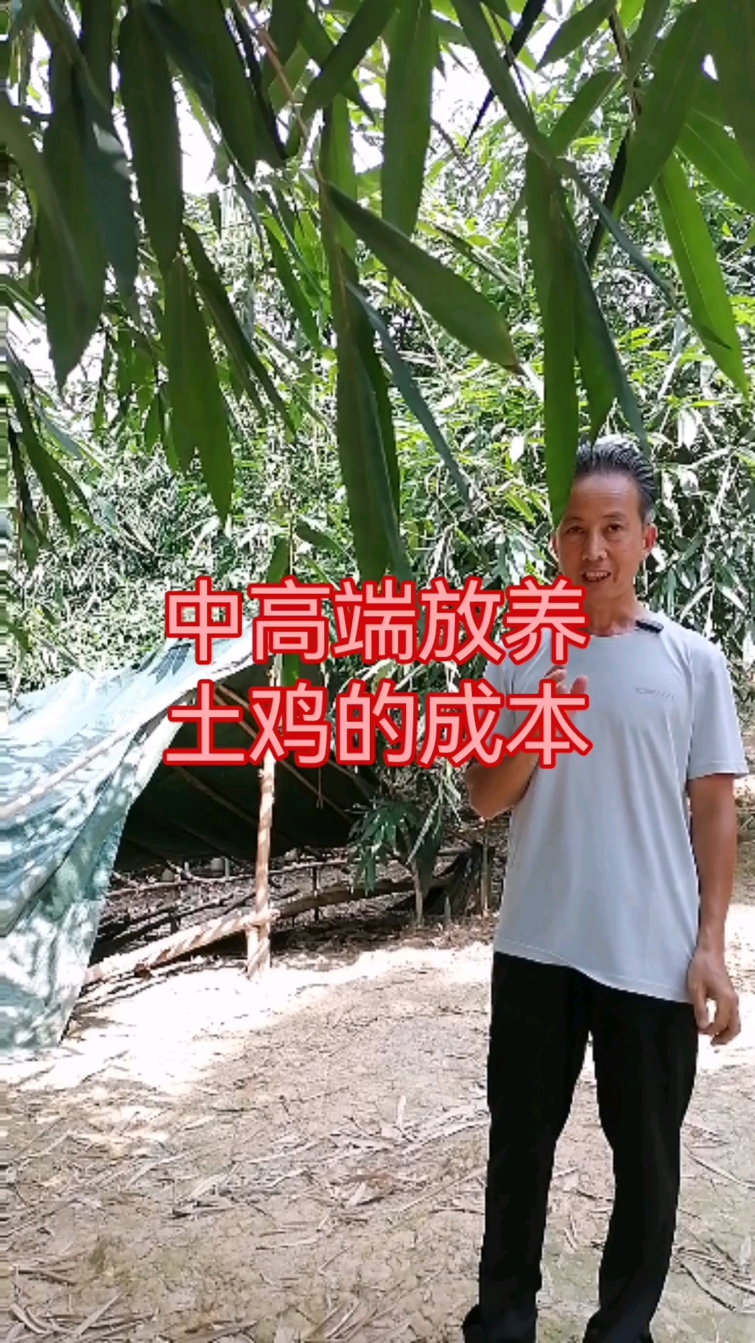 中高端放养土鸡的成本