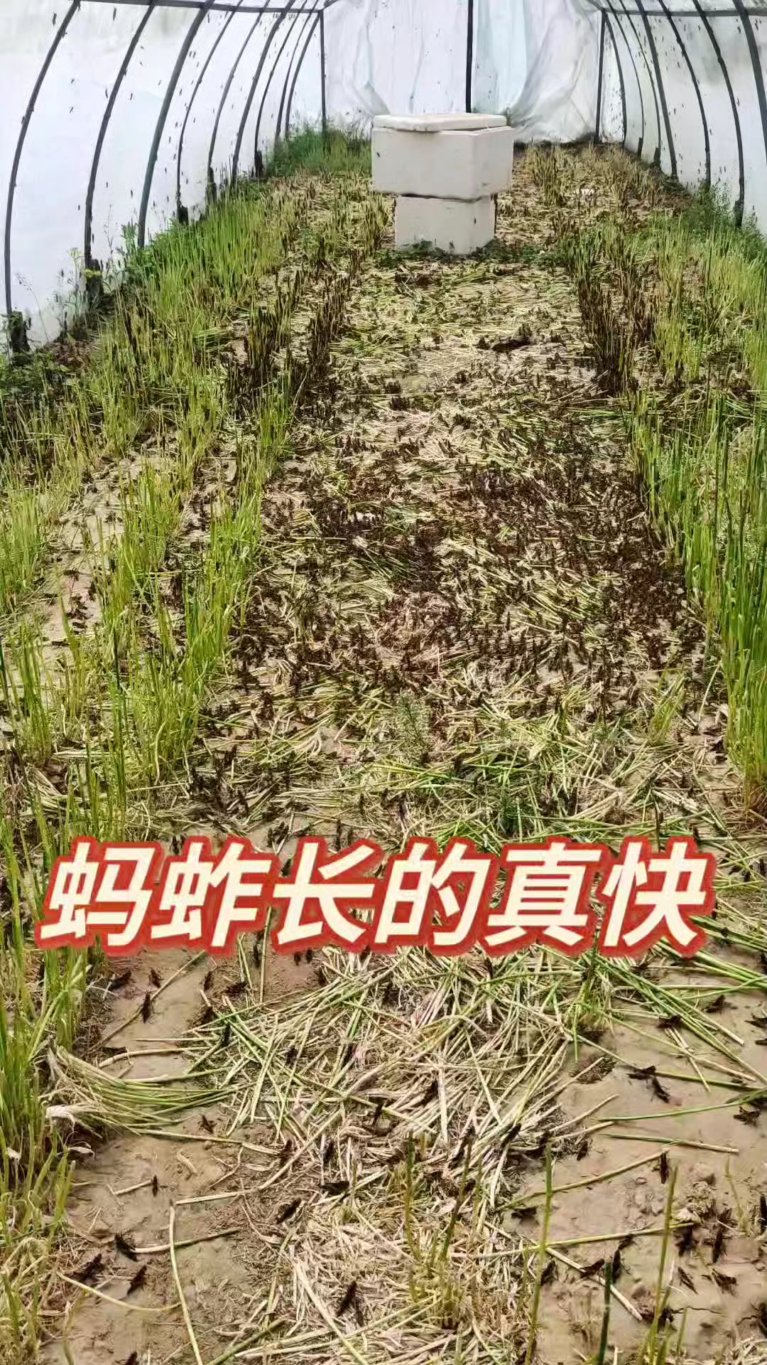 河南樊祥蝗虫养殖回收加工厂