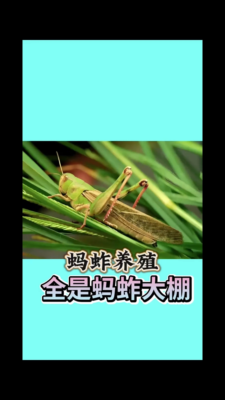 蚂蚱养殖大棚