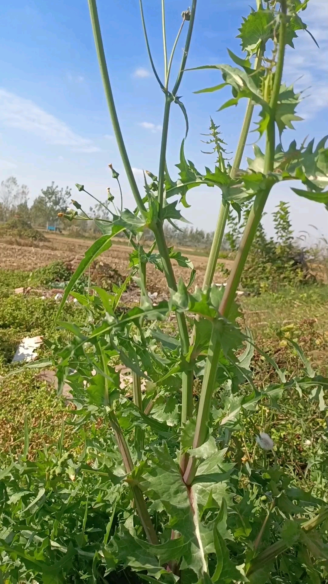 这种植物具有什么成分和功效以及药用价值?