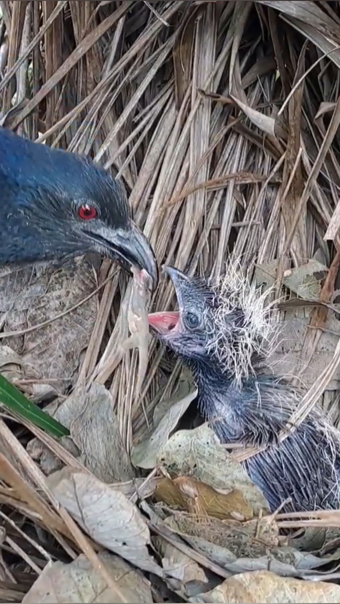 小红毛鸡伙食真硬#红毛鸡叫声 