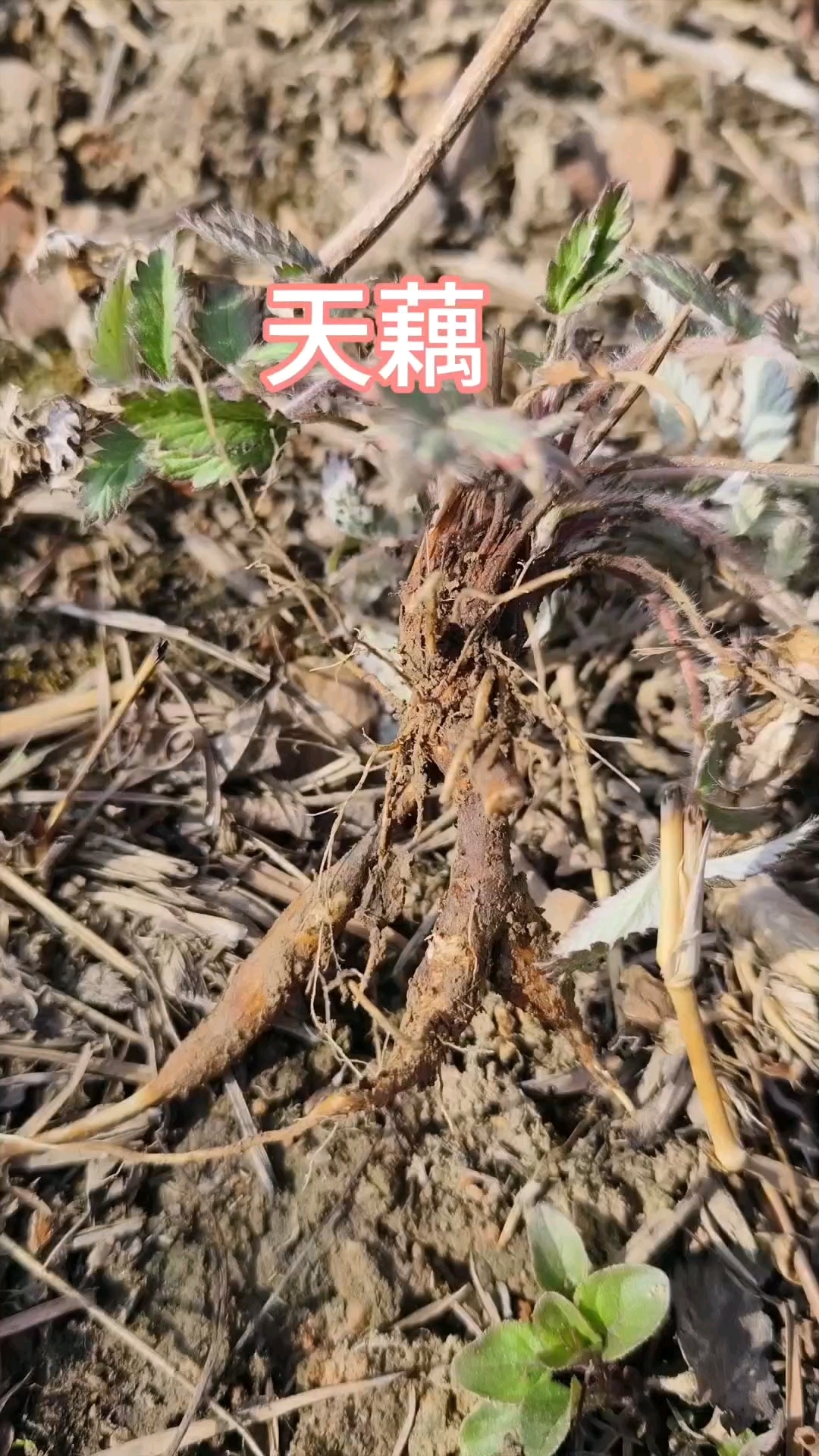 翻白草与委陵菜的区别