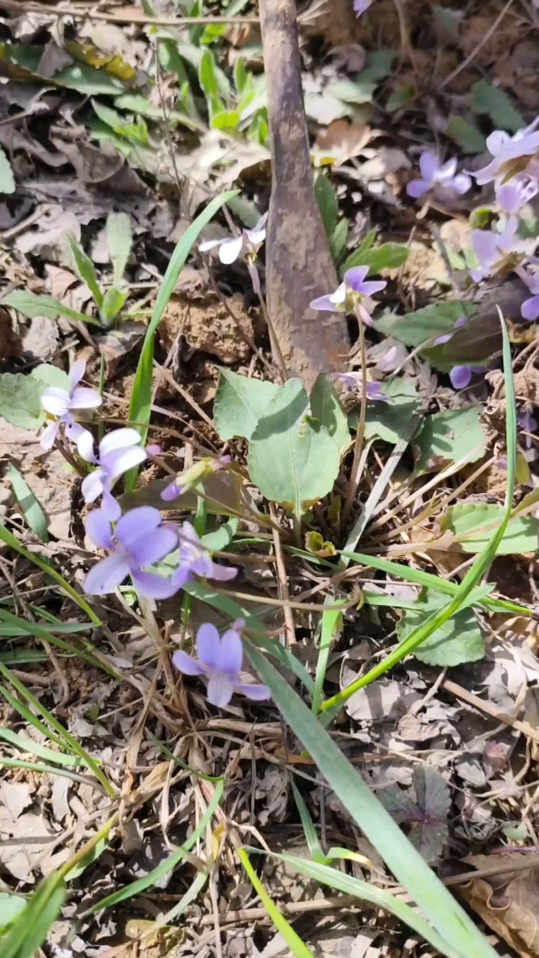 早开堇菜叶圆,紫花地丁叶窄,要分清楚了