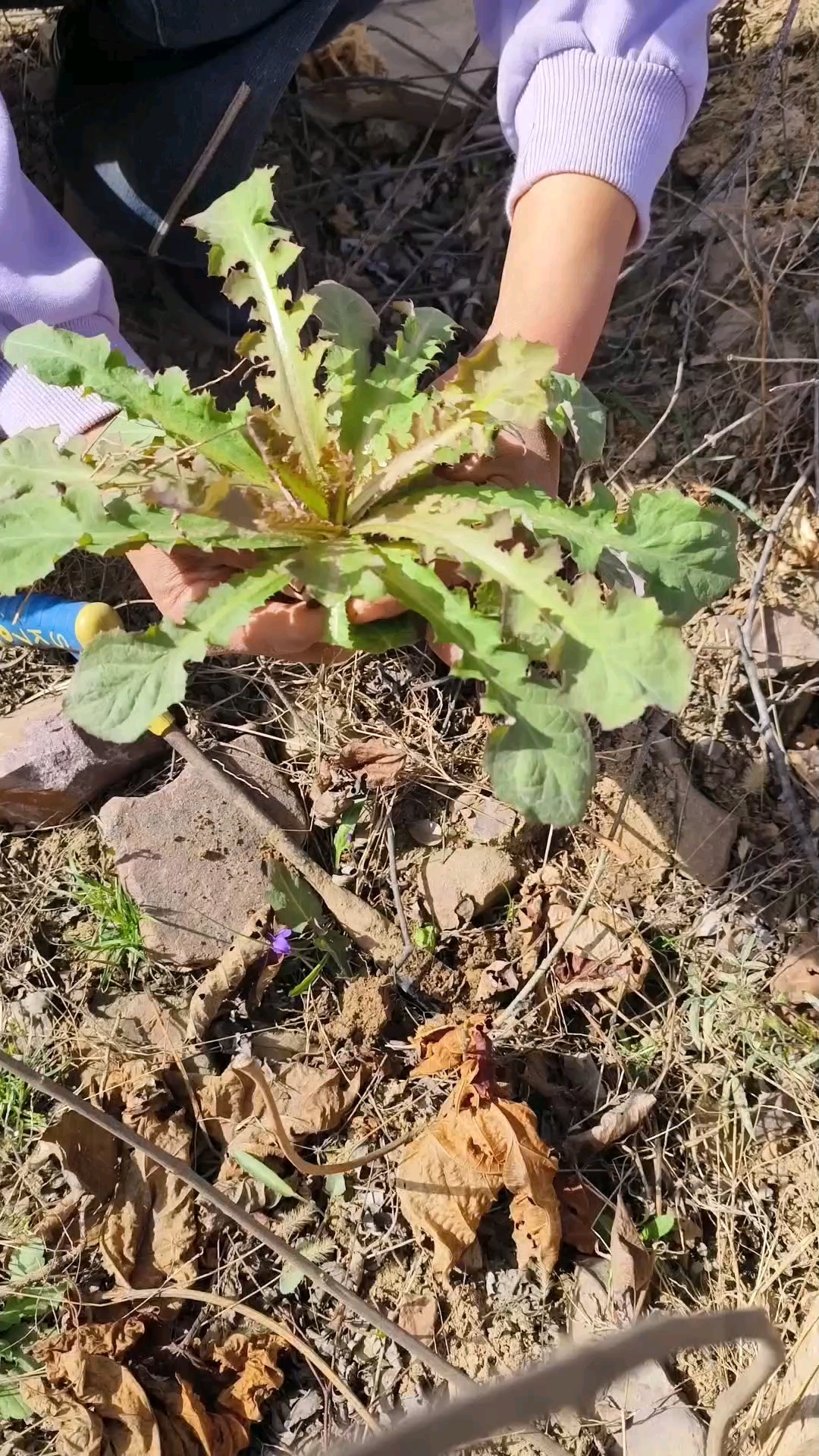 春天的一味野菜,抱茎苦荬菜