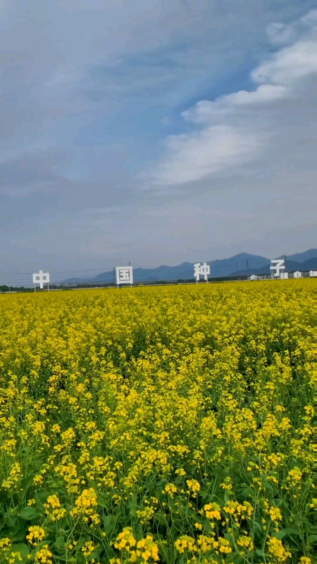 宁波种业公园 大片油菜花 新鲜出炉 等你来