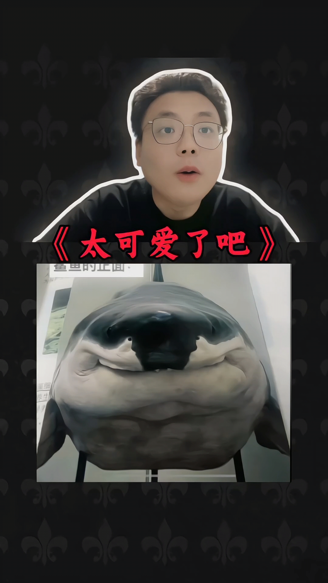 终于知道为什么摄影师不给鲨鱼拍正面照了!