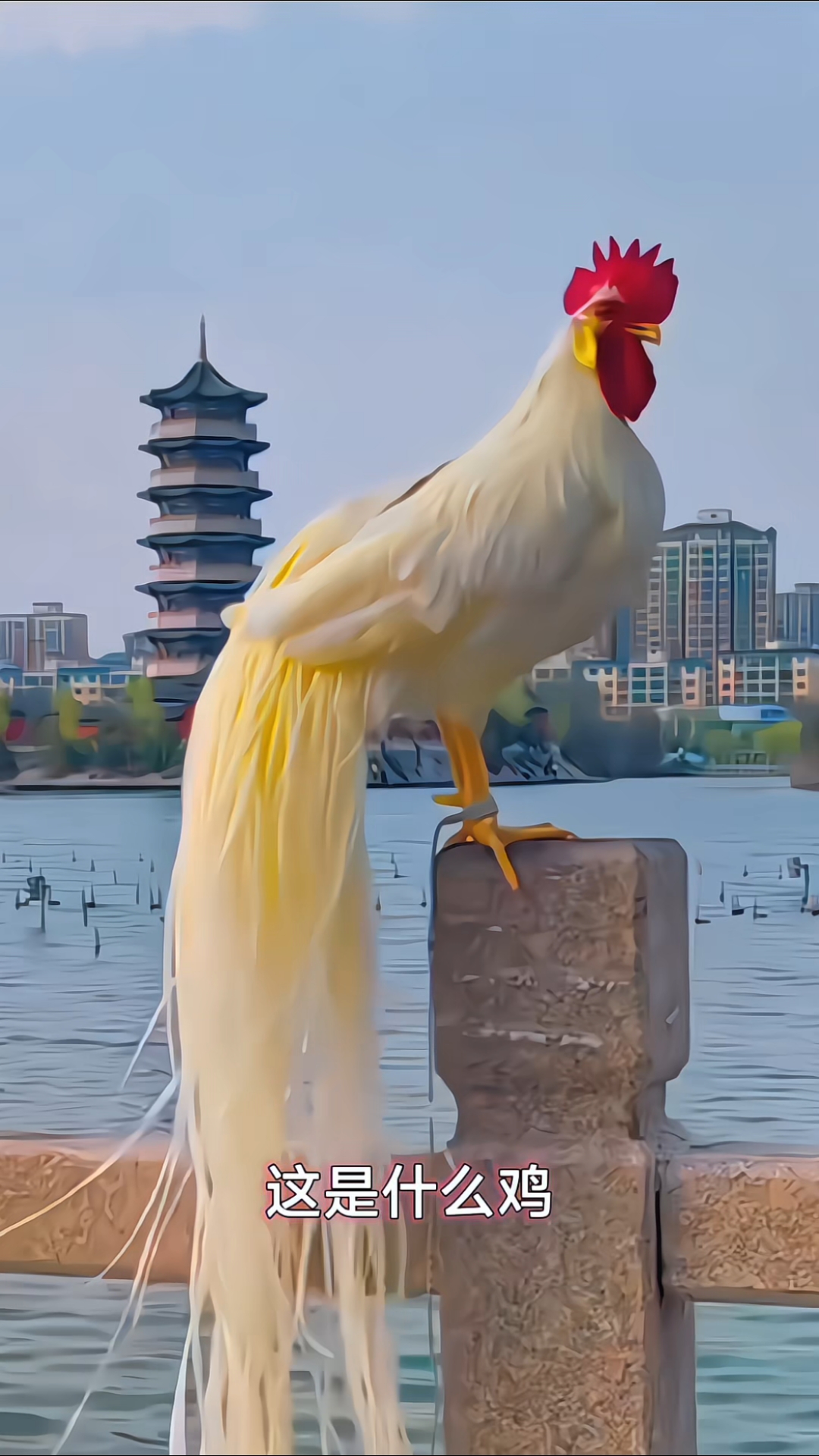 分享11种不同种类的鸡,你都认识多少种?
