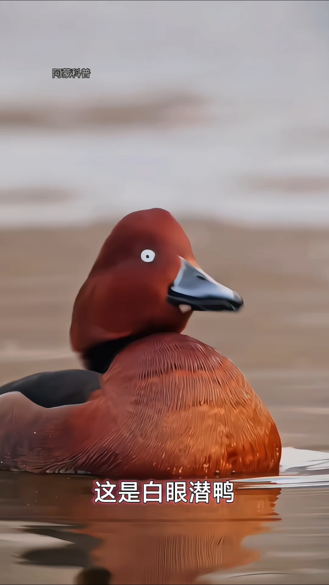 不同种类的鸭，你见过那几种