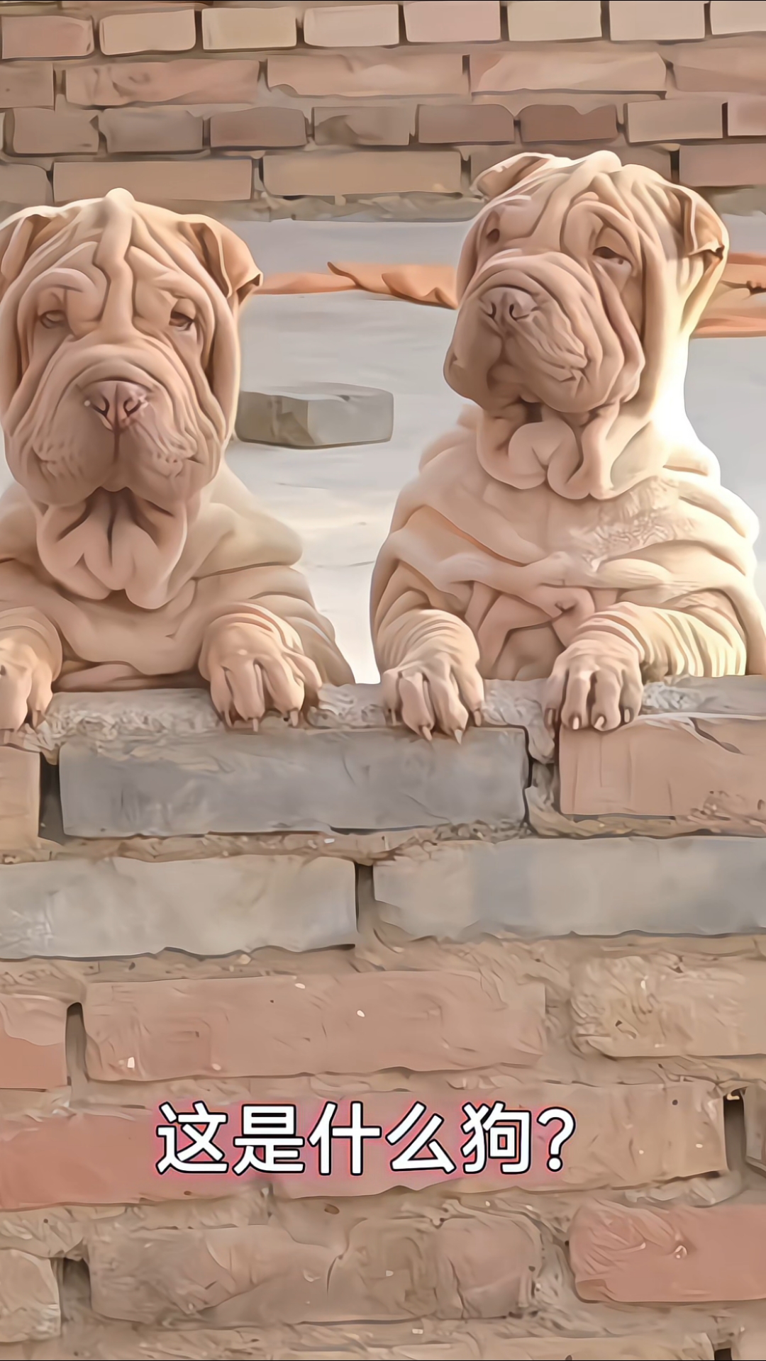 分享13种不同种类的狗,你都认识那几种?