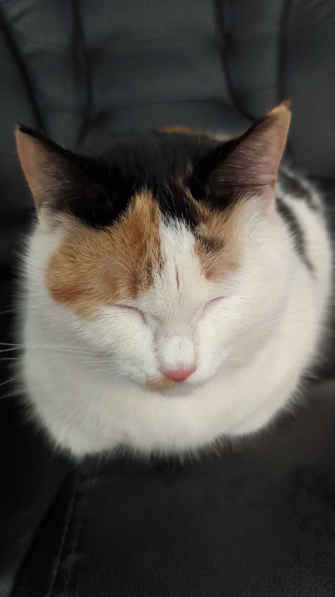 猫咪抿抿嘴还在回味刚刚的香酥小黄鱼味道