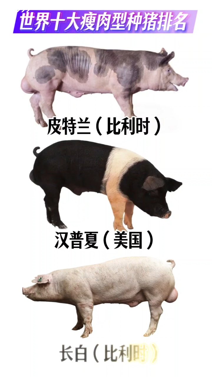 #养猪 #世界十大瘦肉型种猪你知道吗 #三农 #大禹生物