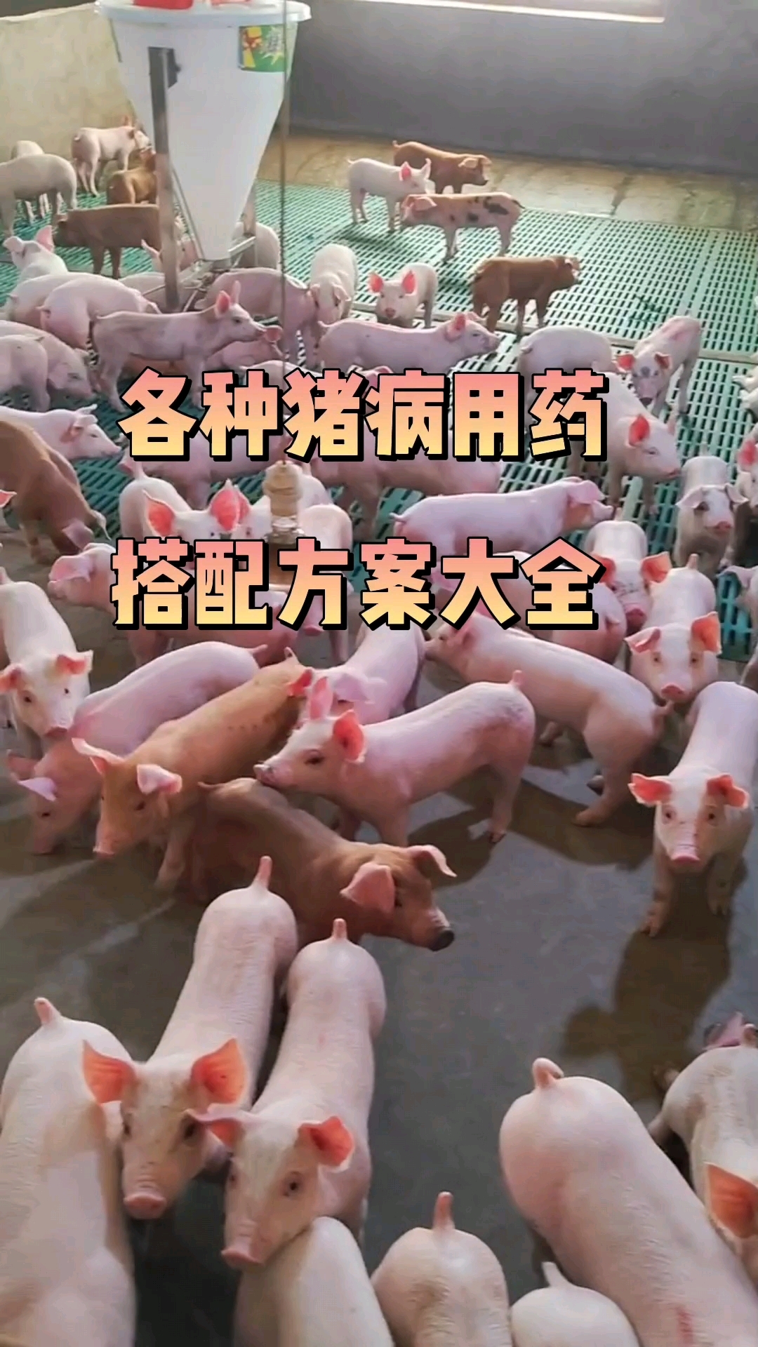 各种猪病用药搭配大全