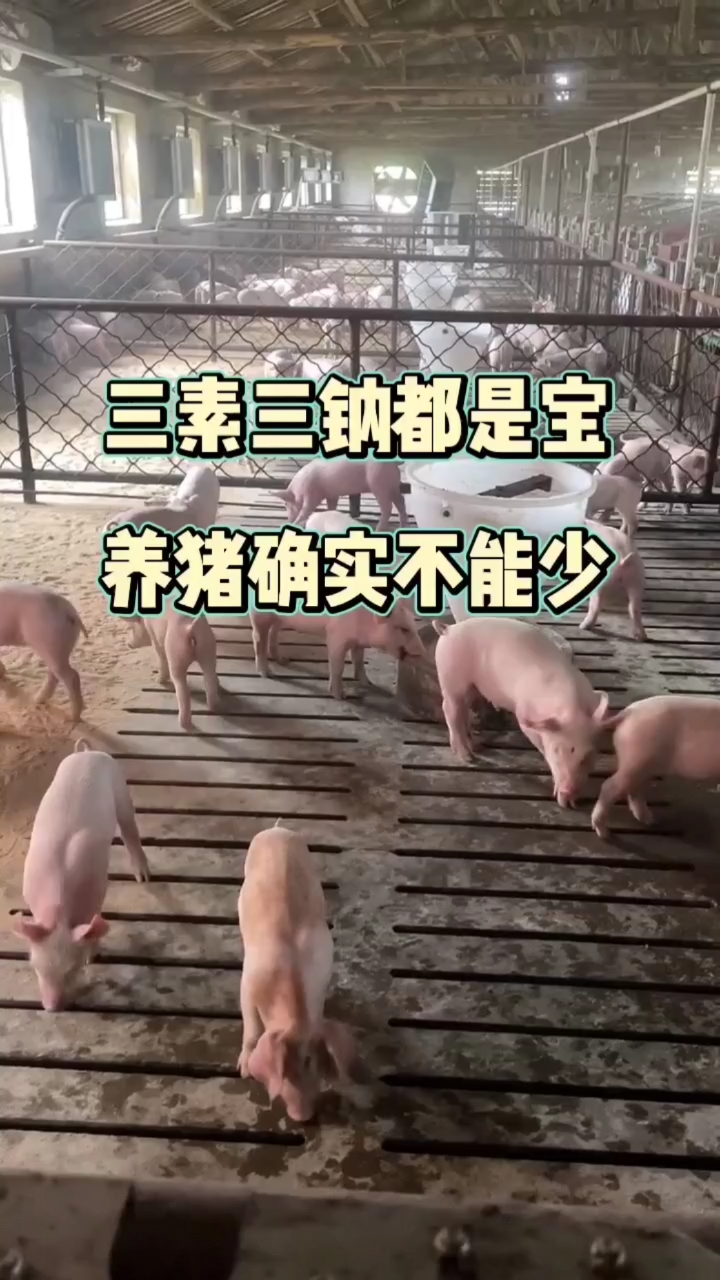 三素三钠都是宝养猪不能少