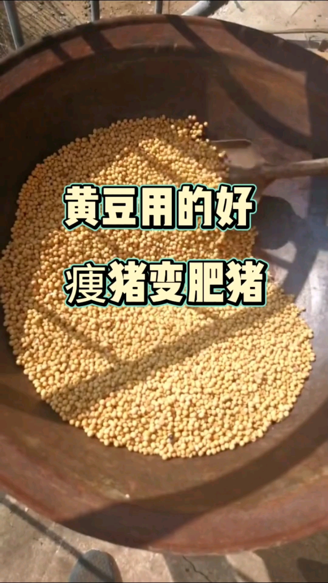 黄豆喂猪痩猪变肥猪