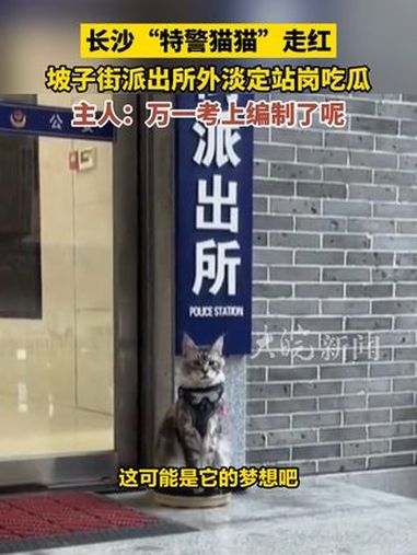 长沙 “ 特警猫猫 ”走红,坡子街派出所 外淡定站岗吃瓜,主人:万一考上编制了呢