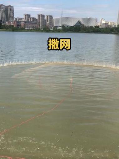 撒网 #一把后手旋 #纯手工大力马撒网 #户外撒网捕鱼 #传统撒网 #手抛渔网