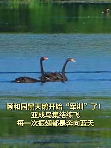 「颐和园黑天鹅开始“军训”了!亚成鸟集结练飞,每一次振翅都是奔向蓝天」近日,颐和园团城湖的
