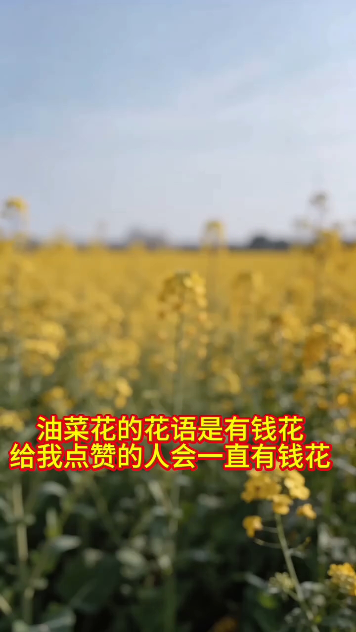 油菜花的花语是有钱花