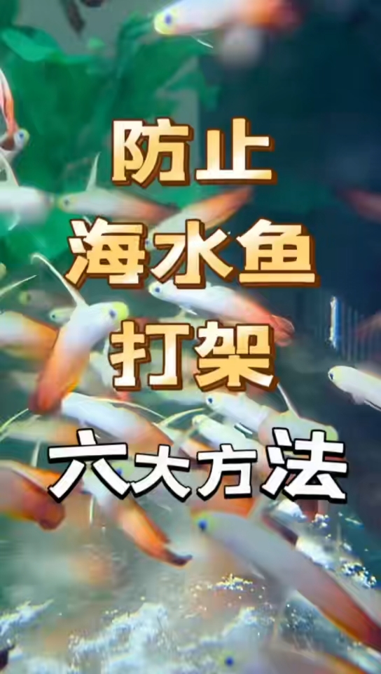 避免海水鱼打架的六大准则