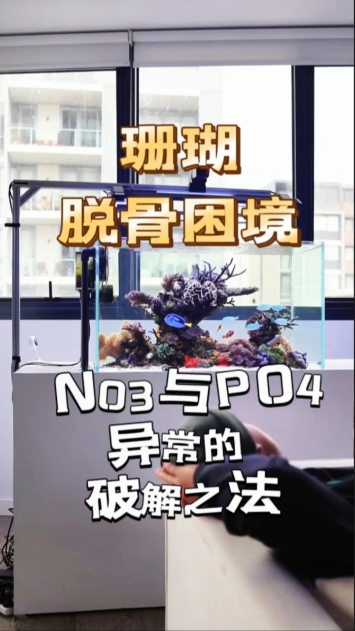 珊瑚脱骨困境:NO3与PO4异常的破解之法