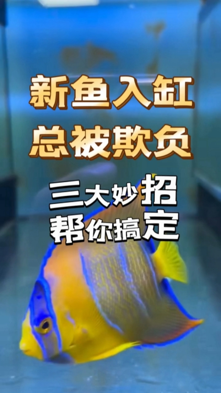 新鱼入缸总被欺负？这3大妙招帮你搞定！妙本哈里吉尼亚海缸大神