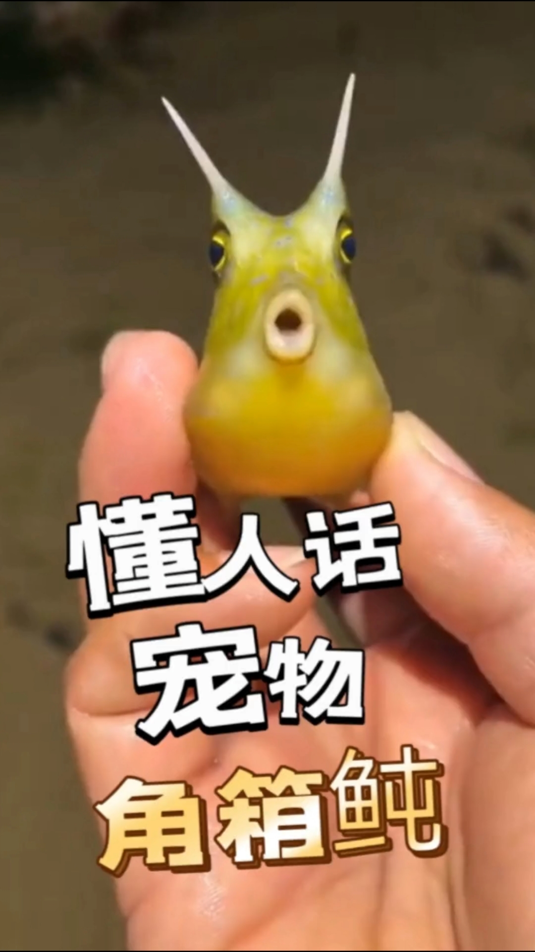 听得懂人话的新宠物:角箱鲀!你爱了吗?#河豚 #海水鱼 #海