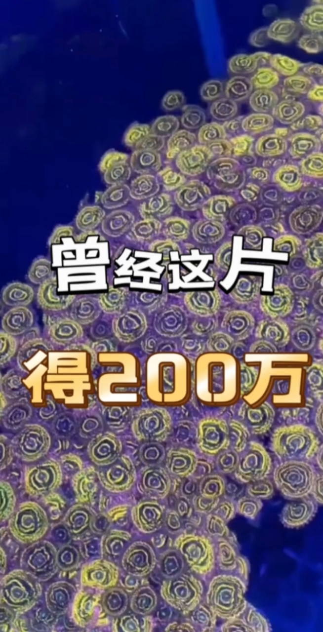 平流层纽扣珊瑚!曾经这一片得200万吧?#纽扣珊瑚 #海缸