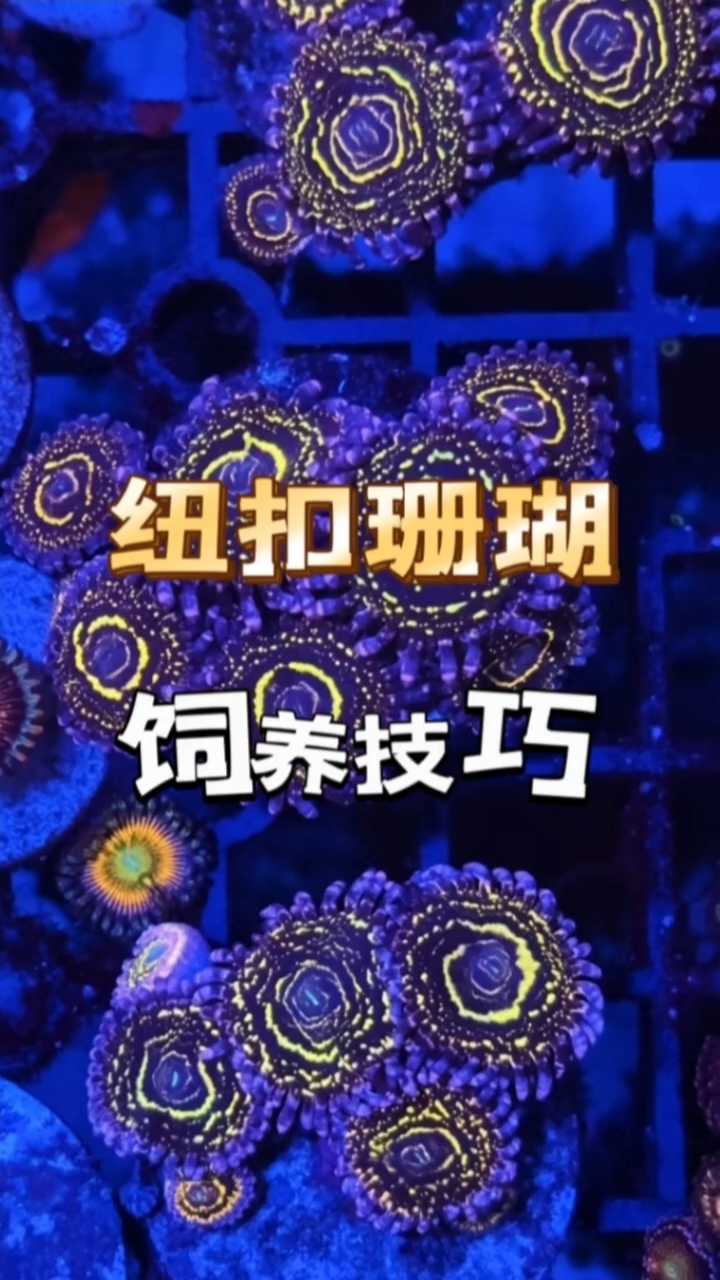 纽扣珊瑚 饲养技巧!妙本哈里吉尼亚海缸大神
