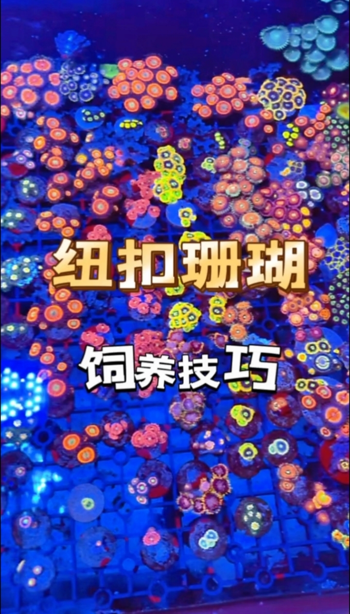 纽扣珊瑚 饲养技巧!妙本哈里吉尼亚海缸大神