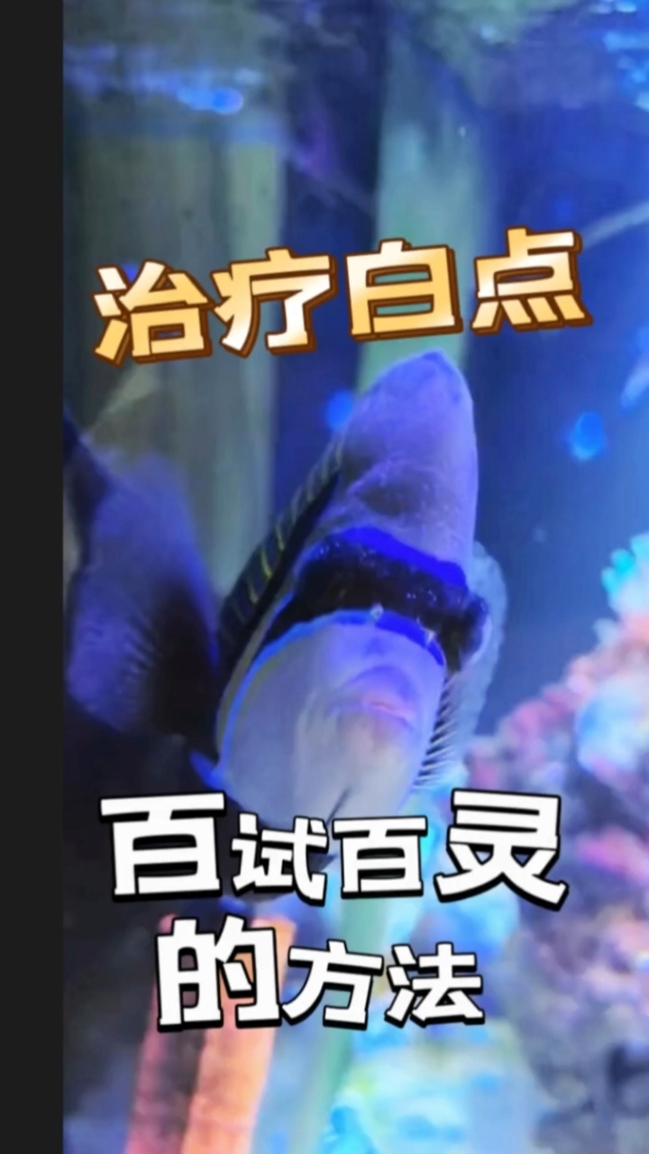 珊瑚缸里海水鱼得白点了?怎么办?百试百灵的方法!妙本哈里海缸