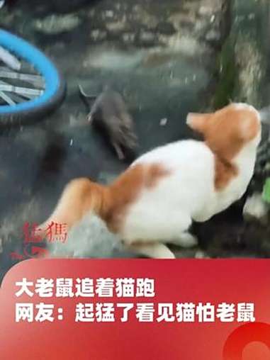 大老鼠追着猫跑,网友:起猛了看见猫怕老鼠
