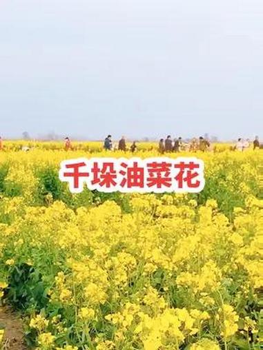 早鸟票放在视频的左下角 奔向开满油菜花的春天 有一种春天叫油菜花开 关注我带你去旅行 油菜