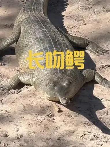世界上最大的鳄鱼之一,嘴巴却长这样!奇闻趣事 长吻鳄 不可思议