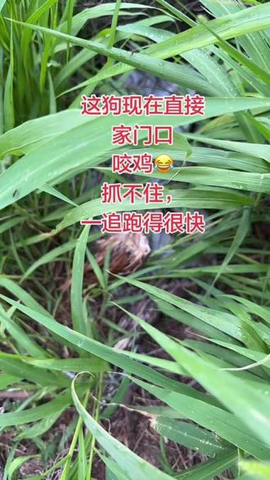消停了半个月，这狗又开始咬鸡了，继续笼子加固#担心鸡的命运 #养鸡生活