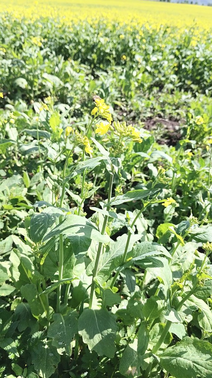 **青海门源:万亩油菜花海有多绝?**