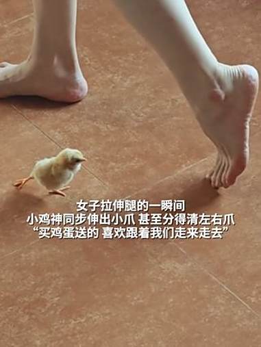 女子拉伸腿的一瞬间 小鸡神同步伸出小爪 甚至分得清左右爪 “买鸡蛋送的 喜欢跟着我们走来走