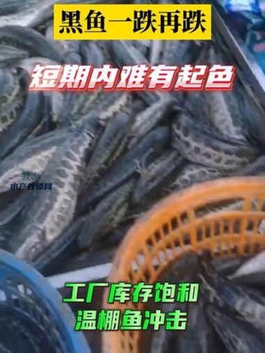 黑鱼价格一跌再跌。在工厂库存饱和、温棚鱼冲击的现状下,黑鱼价格预计在短期内难有起色,大概率