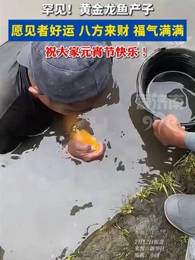罕见!黄金龙鱼生子,愿见者好运,八方来财,心想事成!见者好运 视觉震撼 神奇的大自然 开眼
