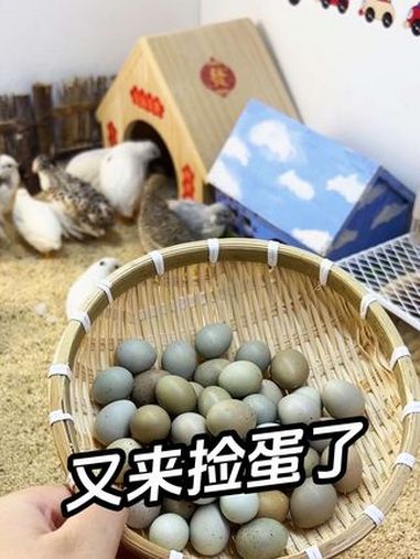 今天捡蛋发现一只抱窝小鸡 这个小母鸡真的很好看啊。抱了很多蛋。捡蛋真是太解压了。芦丁鸡 观