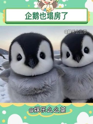 万万没想到连企鹅也塌房了 万万没想到 企鹅 南极 内容启发搜索