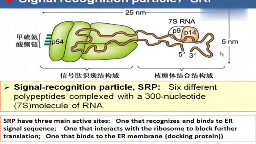 [图]四川大学细胞生物学课程:第33讲