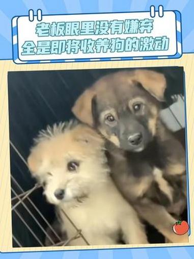 上一秒：谁家的小狗 下一秒：你叫包子吧！狗狗 可爱 早餐店 搞笑 娱乐评论大赏