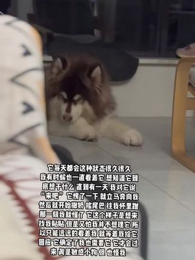 敏感小狗的日常 但是它的敏感好像也是我导致的 我喜欢狗 但是我并不喜欢每天抱着狗 陪狗玩 