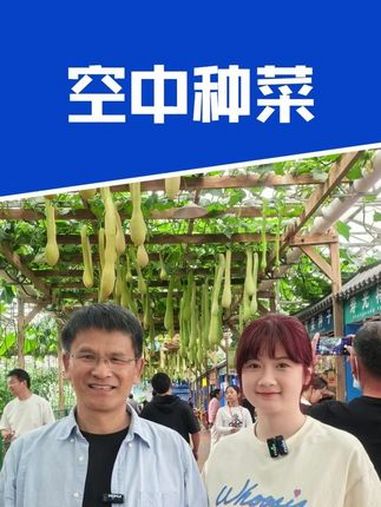 蔬菜竟在头顶上丰收?菜博会立体种植 菜博会 立体种植 好客山东好品山东 快来菜博会找到你的
