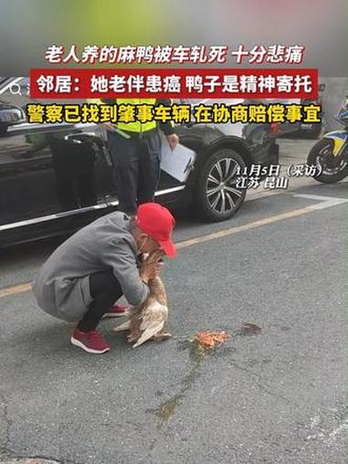 老人养的麻鸭被车轧死,老人十分悲痛。邻居表示,她老伴患癌,她不开心的时候都是和鸭子说话,鸭