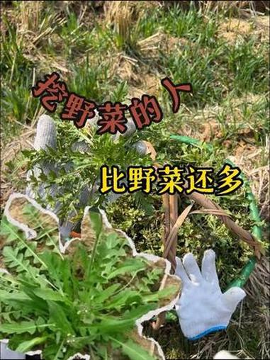附近一百米哪里有挖野菜的地方?#挖野菜 #王宝钏 #野菜 #荠菜