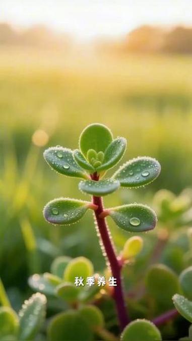 田间“长寿菜”马齿苋：清热降火的秋季宝藏 秋季养生，不妨关注一种常见的野菜——马齿苋。它被